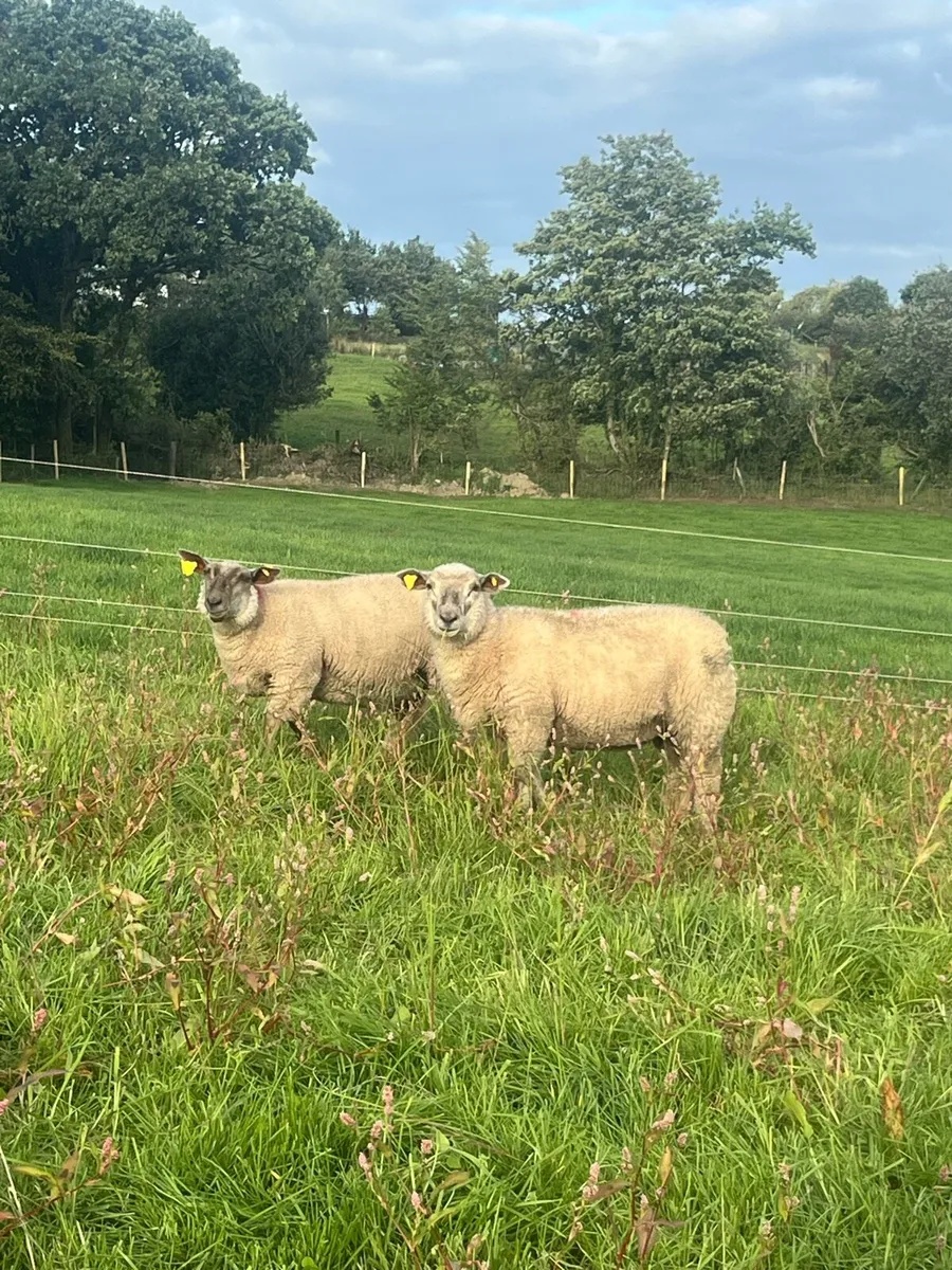 Charlollais X Ewe lambs - Image 1
