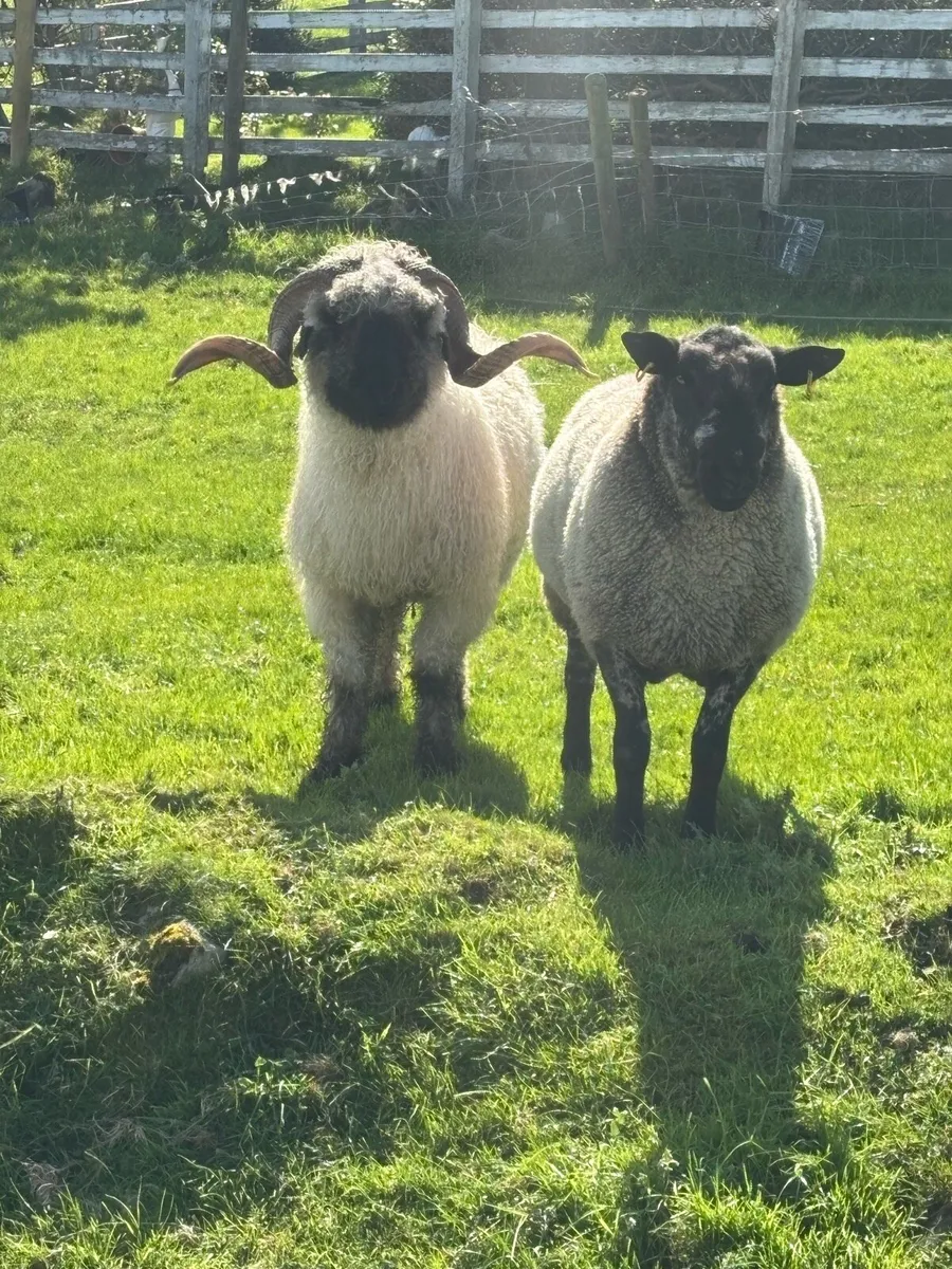 Valais black nose +Milford Ram - Image 1