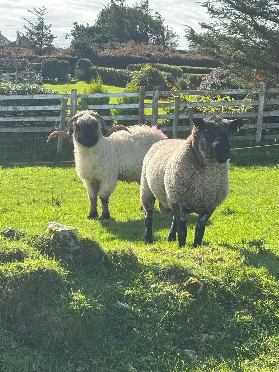 Valais black nose +Milford Ram - Image 2