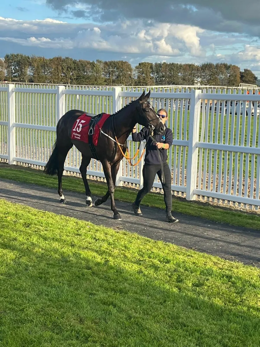 3yo gelding by Maxios - Image 2