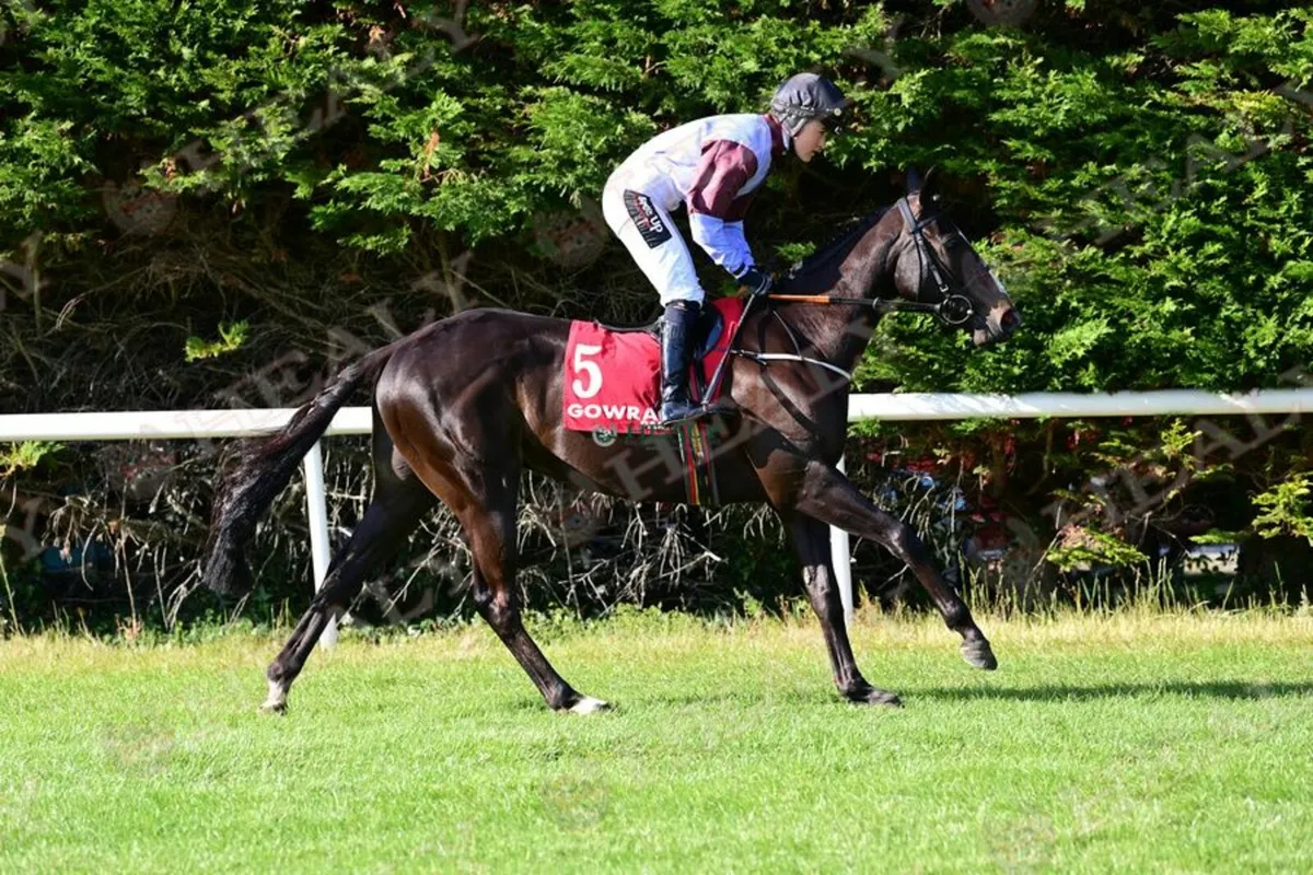 3yo gelding by Maxios - Image 3