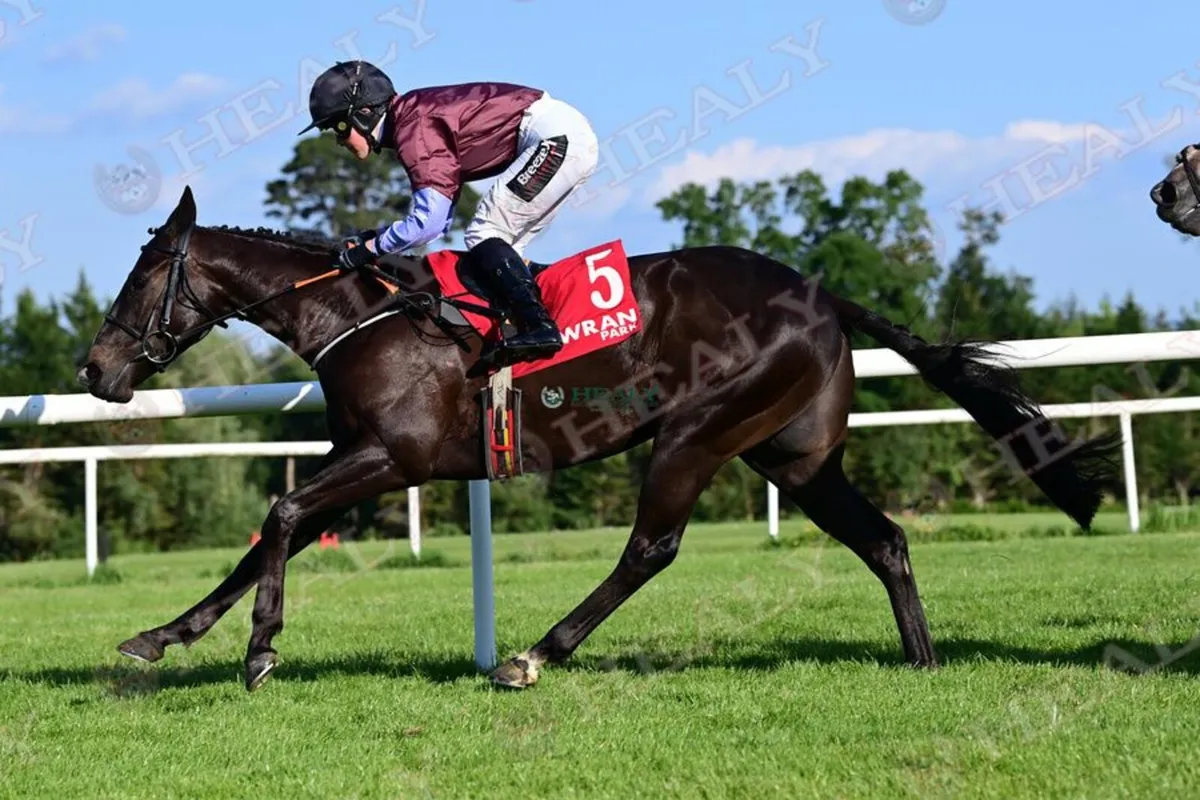 3yo gelding by Maxios - Image 4