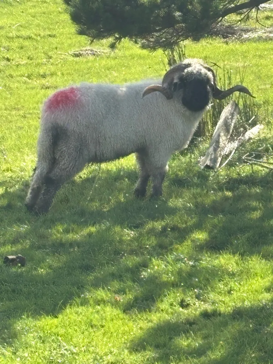 Valais black nose +Milford Ram - Image 4