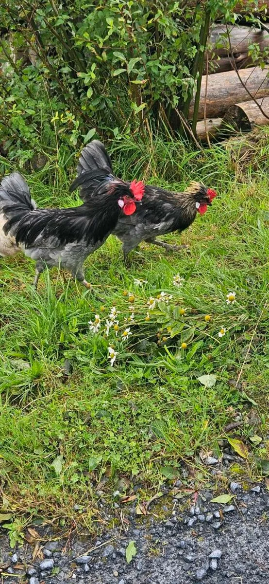 Polish bantom/leghorn Roosters - Image 1