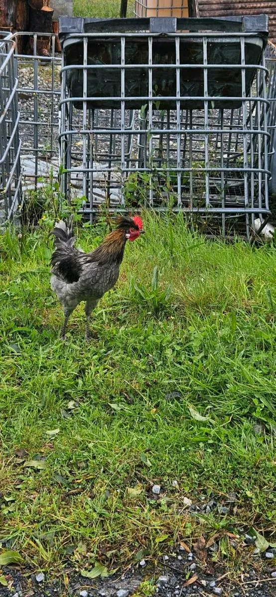 Polish bantom/leghorn Roosters - Image 2