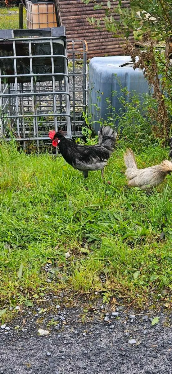Polish bantom/leghorn Roosters - Image 3