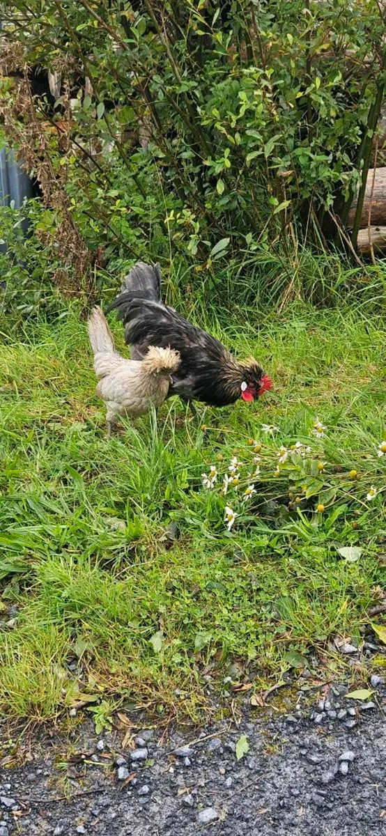 Polish bantom/leghorn Roosters - Image 4