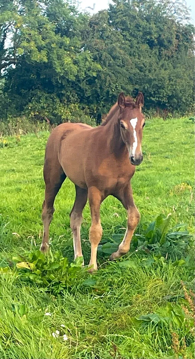 Stunning Filly foal - Image 2