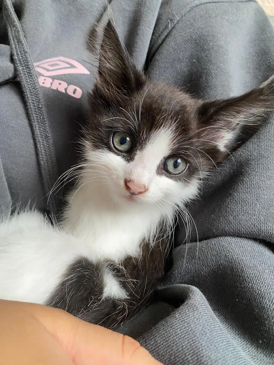 Kittens - Image 2