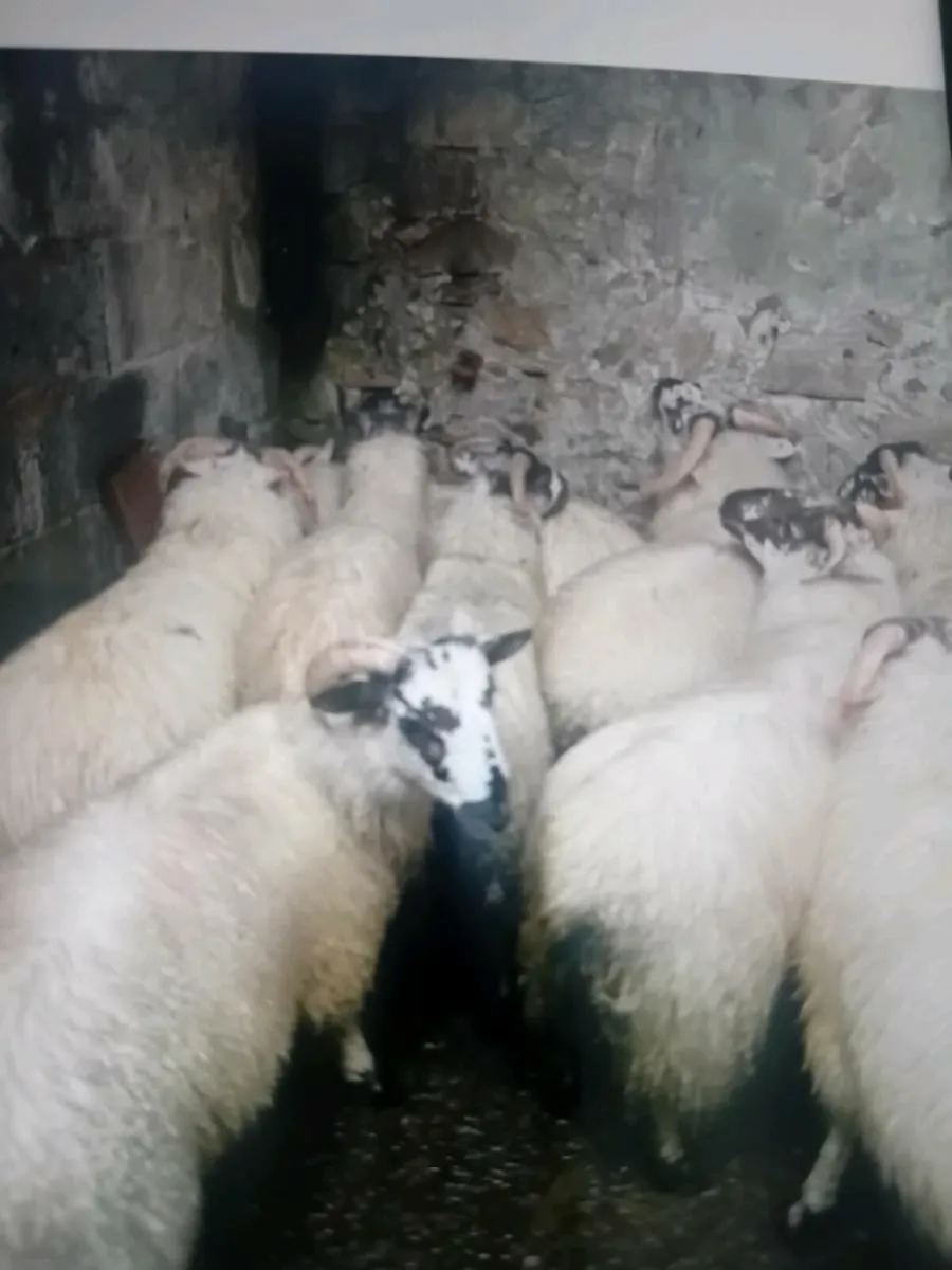 Fully organic ram lambs - Image 2