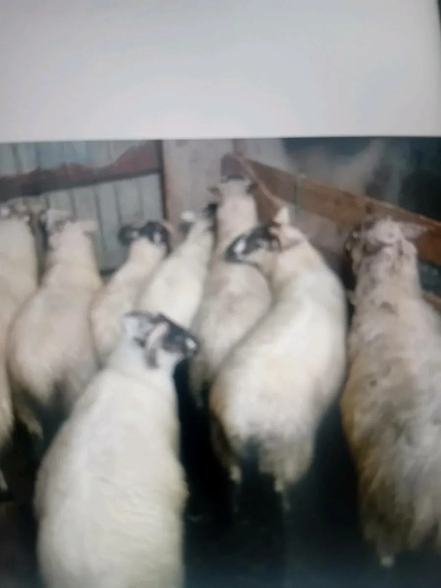 Fully organic ram lambs - Image 3