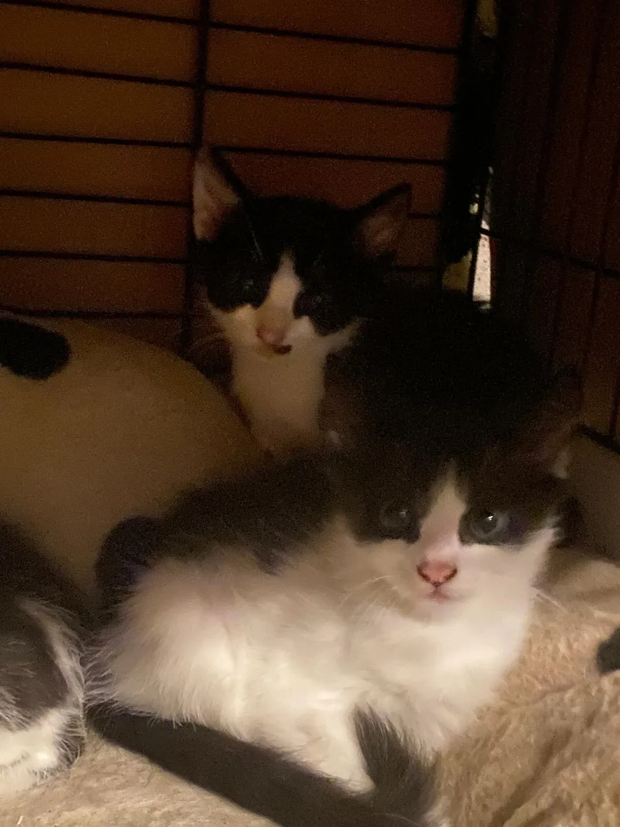 Kittens - Image 3