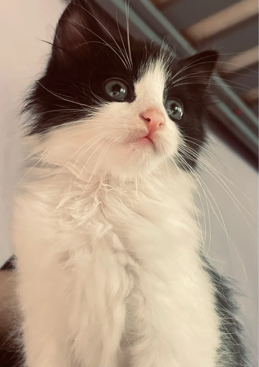 Kittens - Image 1