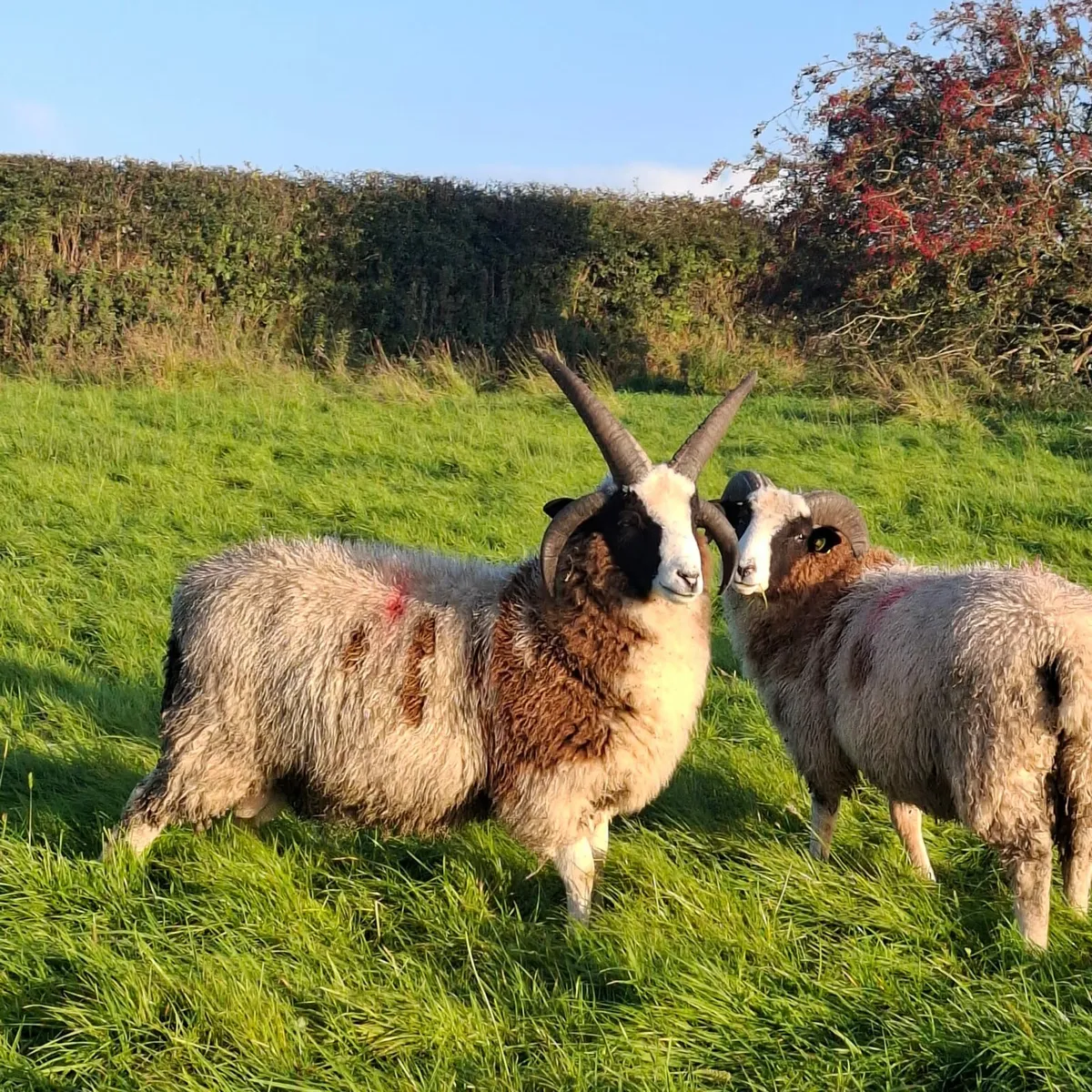 Jacob ram lambs - Image 1