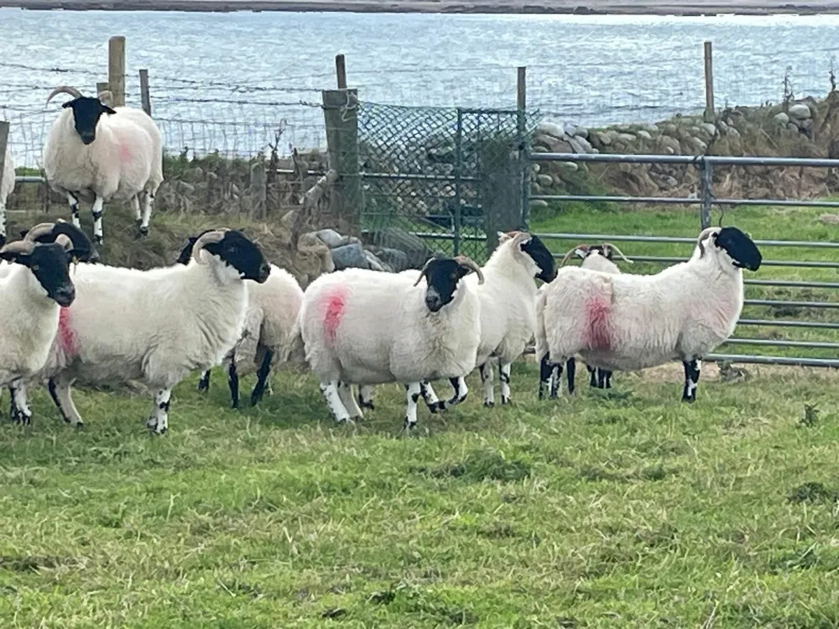 Horned hoggets for sale - Image 2