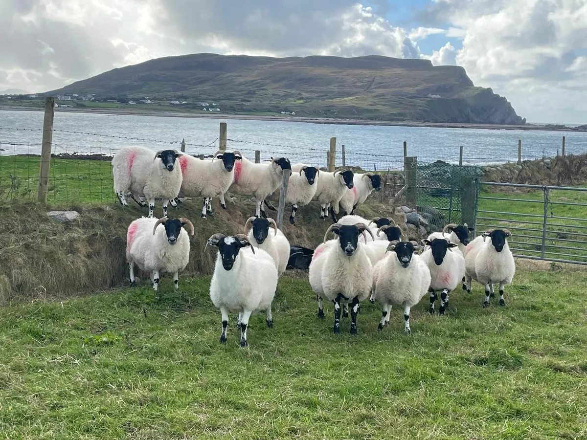 Horned hoggets for sale - Image 1
