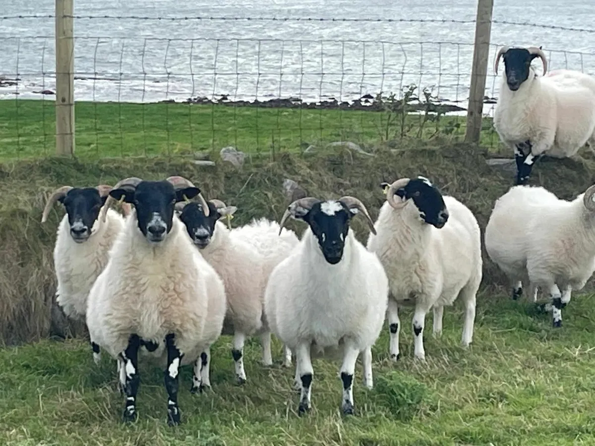 Horned hoggets for sale - Image 3