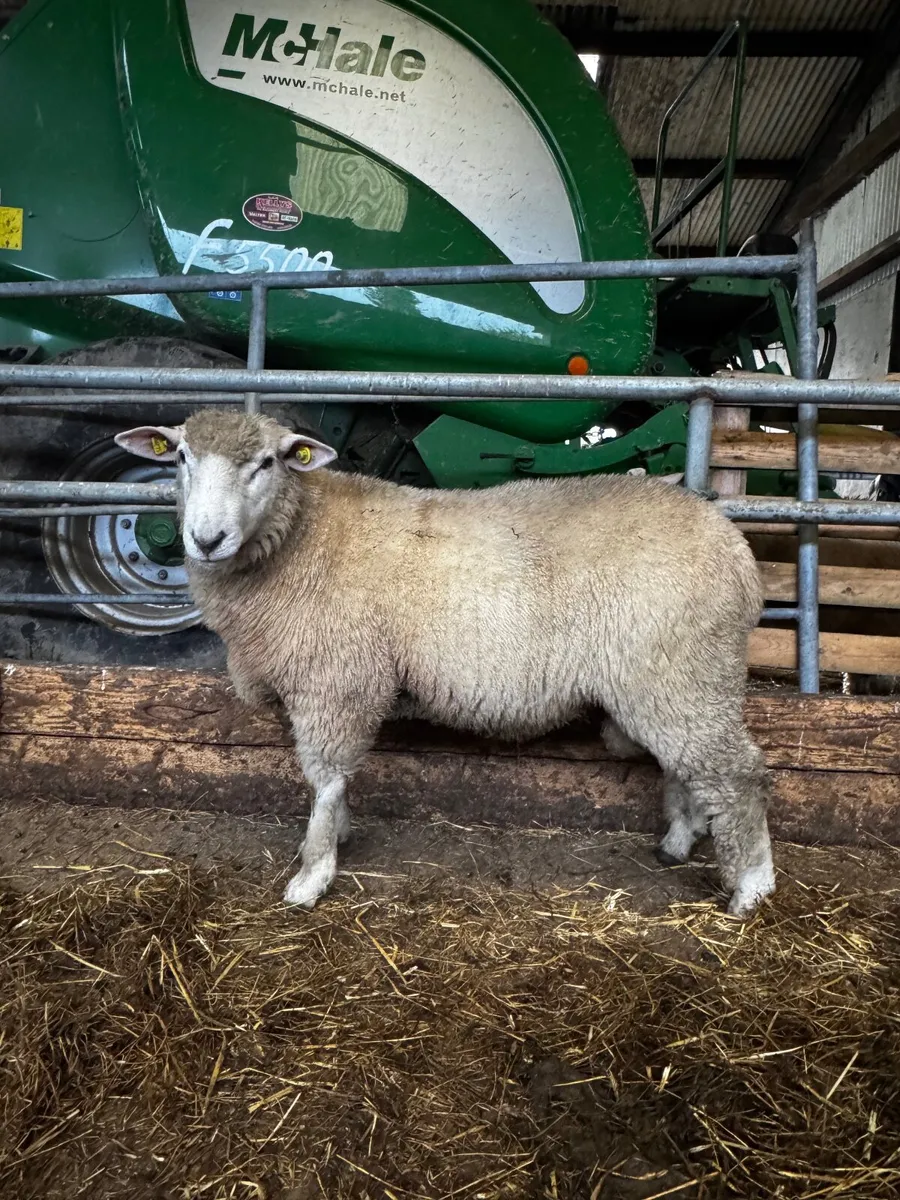 Galway Ram - Image 1