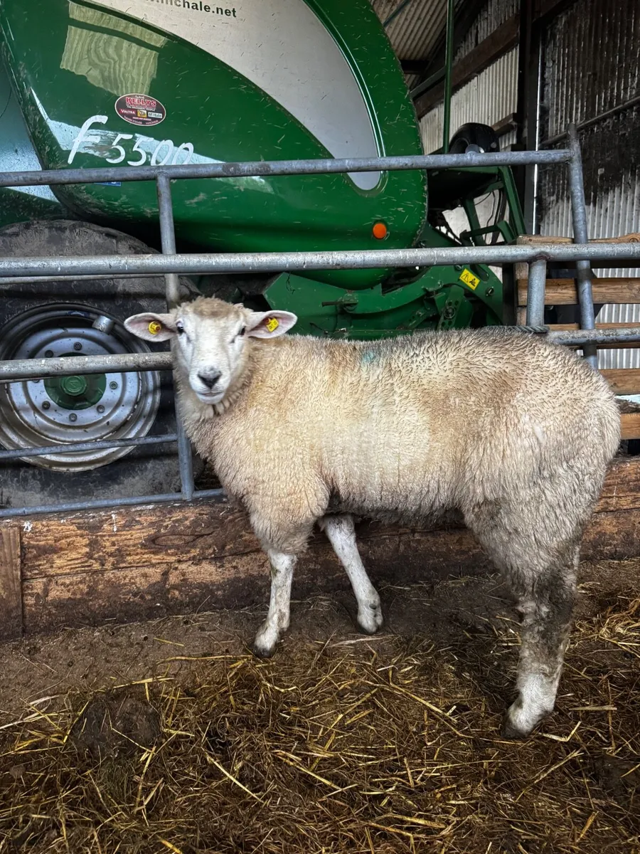Galway Ram - Image 2