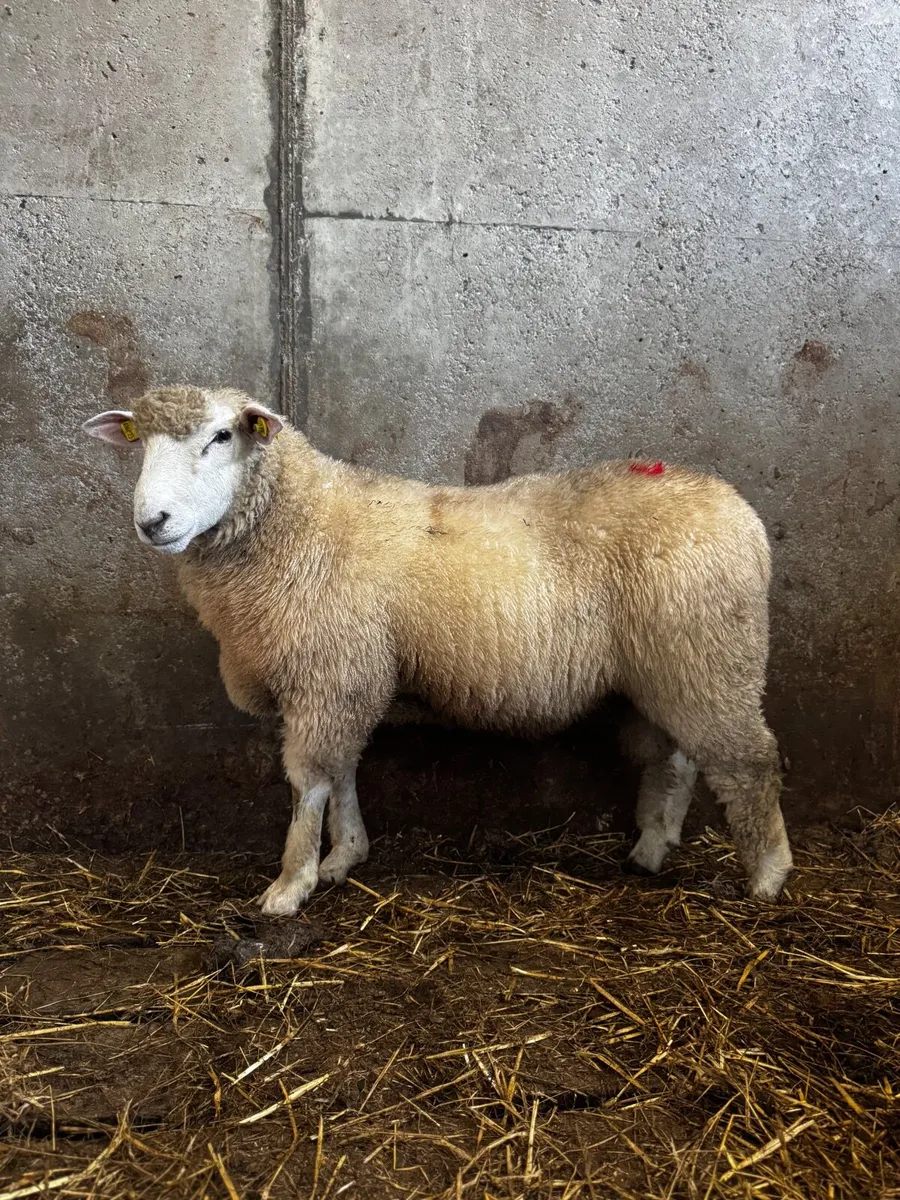 Galway Ram - Image 3