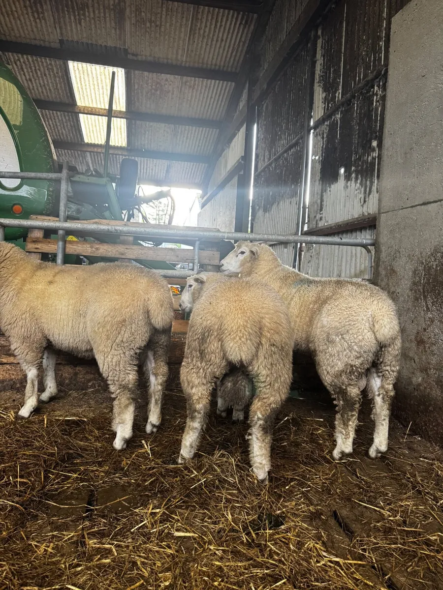 Galway Ram - Image 4