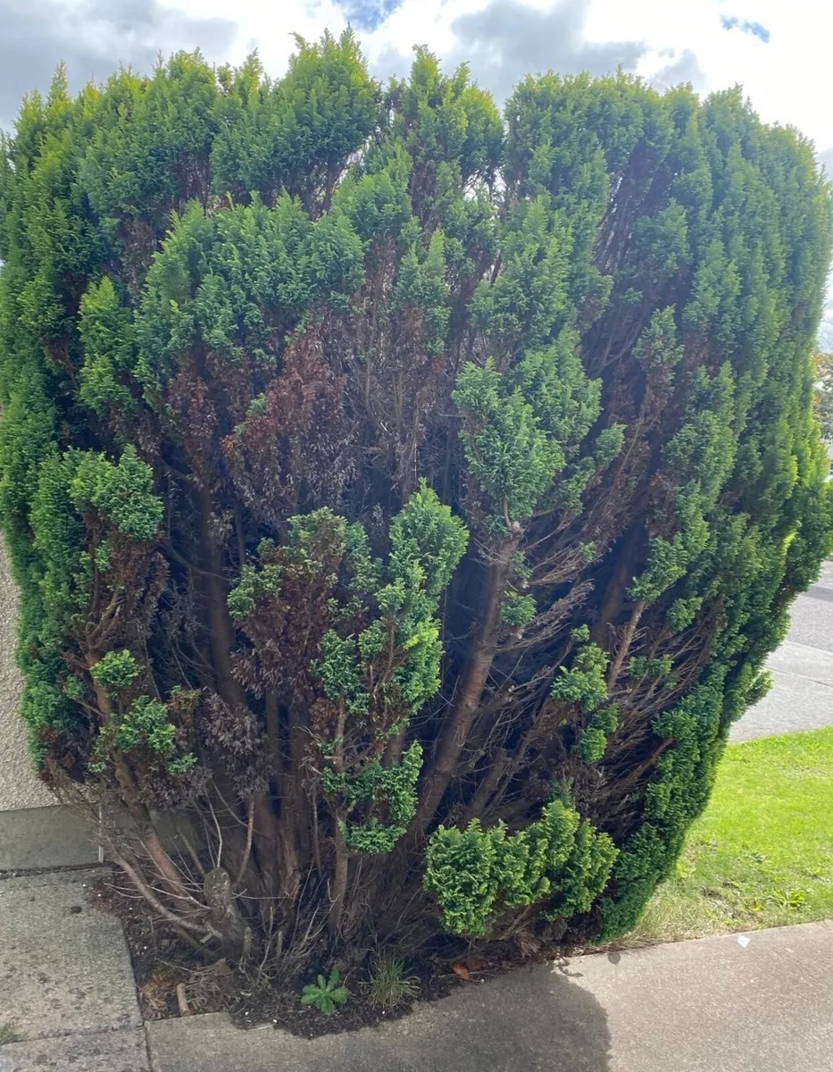 Cypress tree available for free in Cork