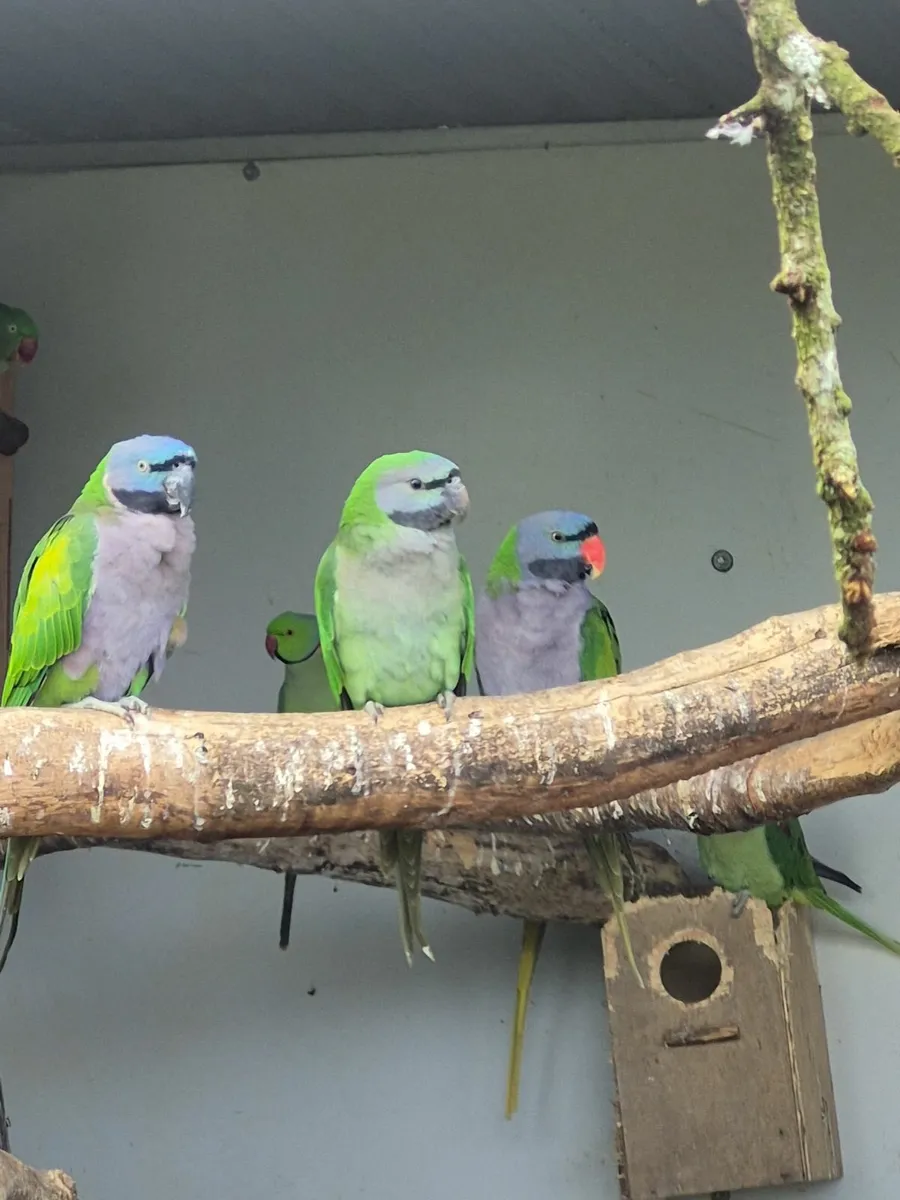 Derbyan / Diamond doves - Image 2