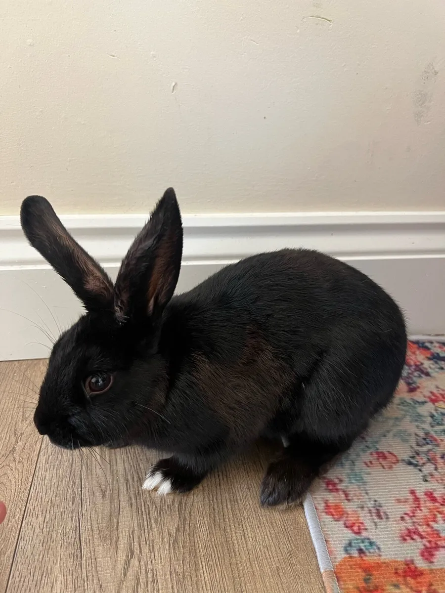 Rabbits - Image 2