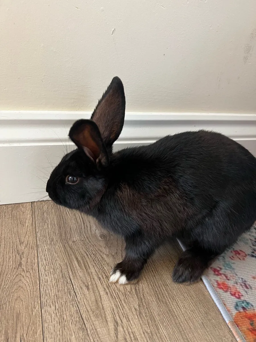 Rabbits - Image 3