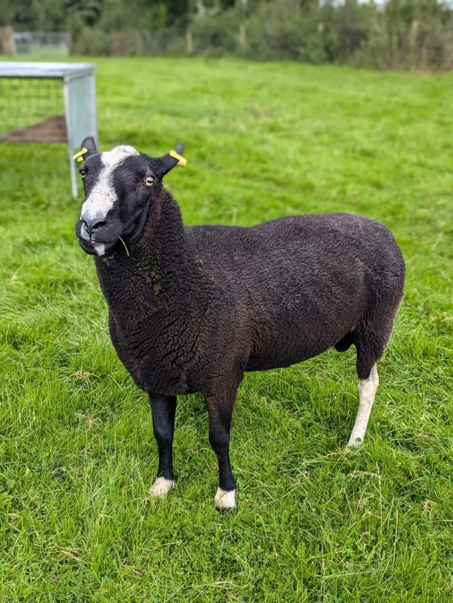 ZWARTABLE RAM - Image 1