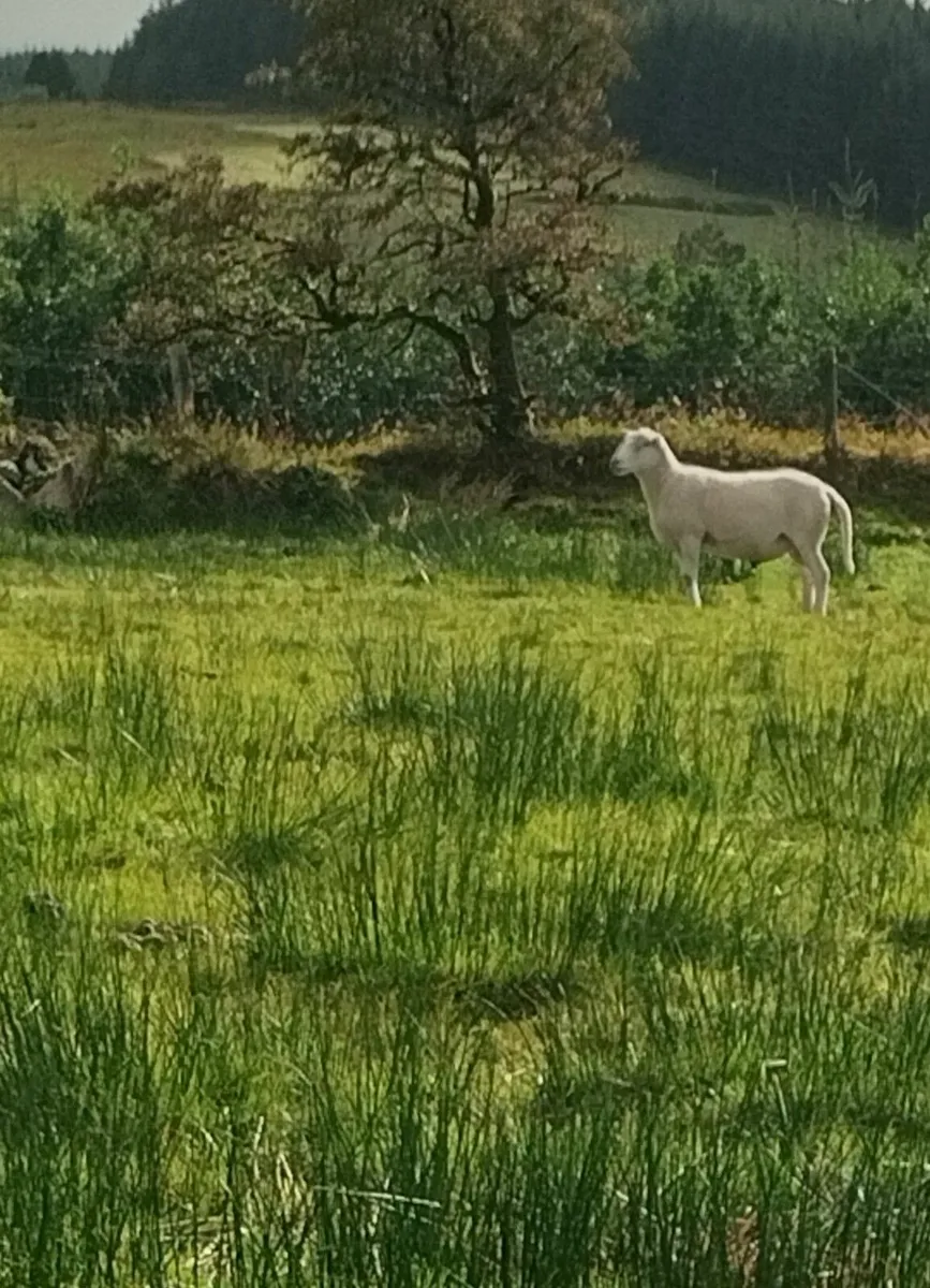 easy care sheep ram and ram lambs