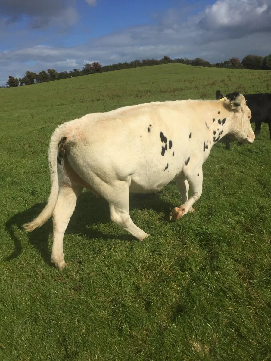Suckler cow - Image 1
