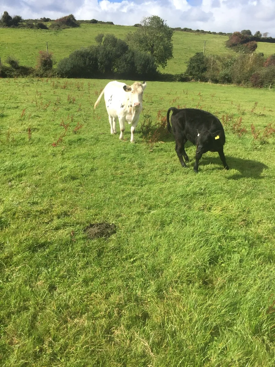 Suckler cow - Image 2