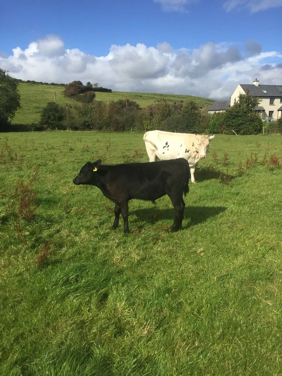 Suckler cow - Image 3