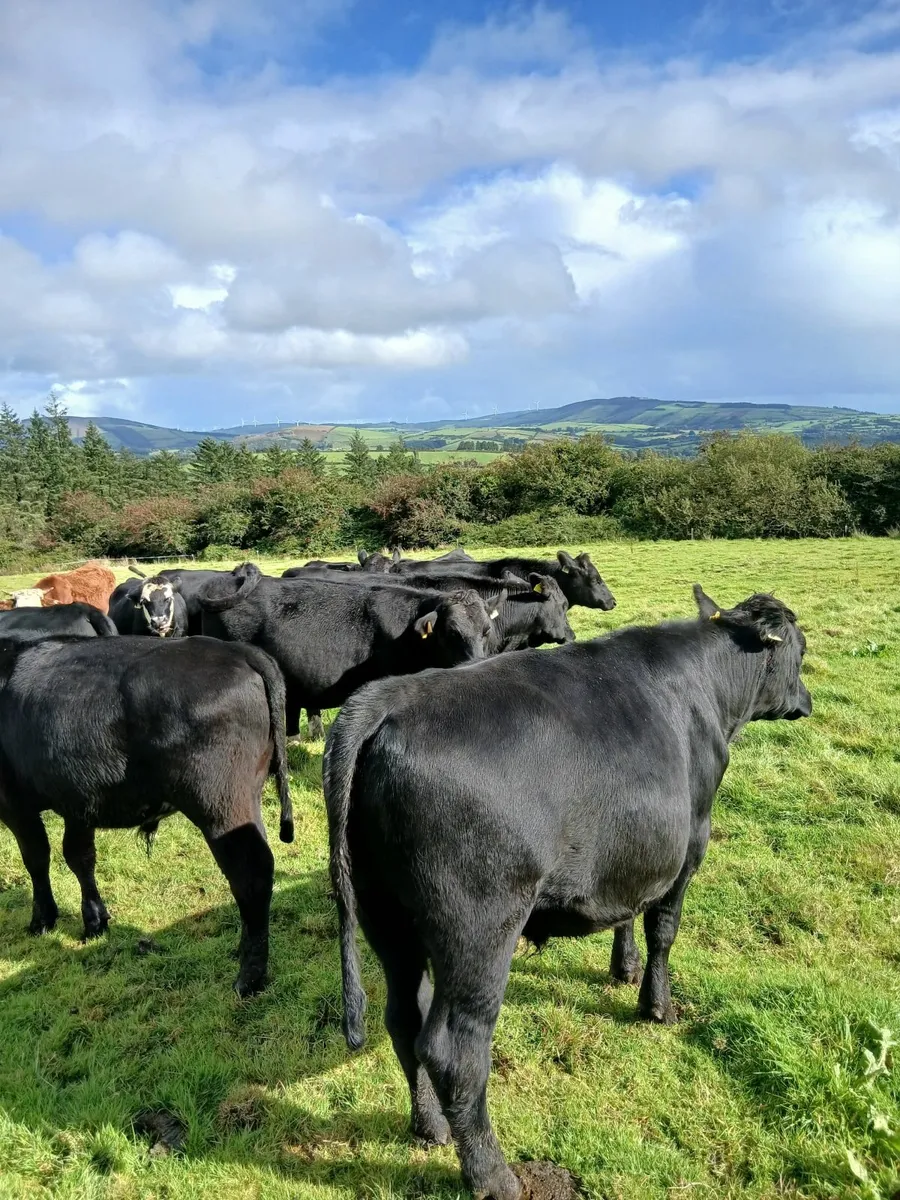 Bullocks - Image 1