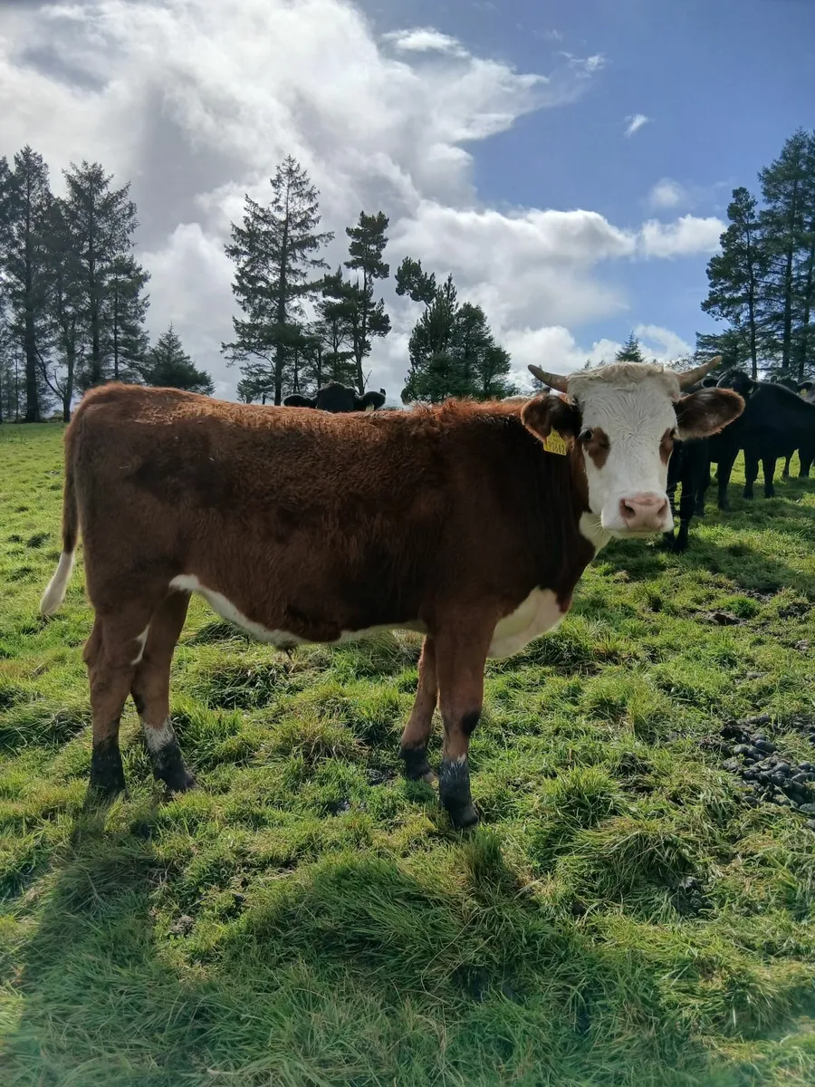 Bullocks - Image 2