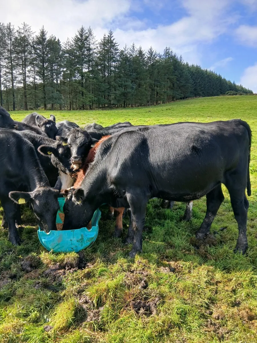 Bullocks - Image 4