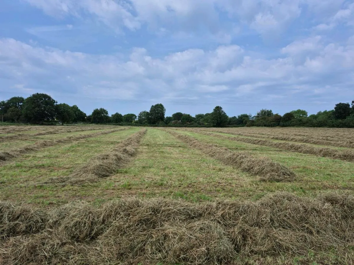 Top class Square bales of Hay ,Straw and Haylage - Image 4
