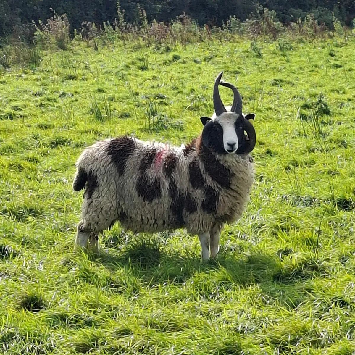 Jacob ram lambs - Image 3
