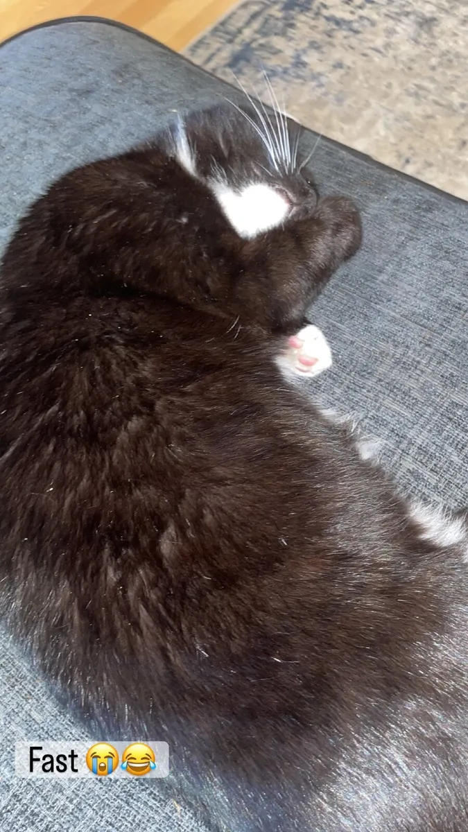 Cat - Image 1