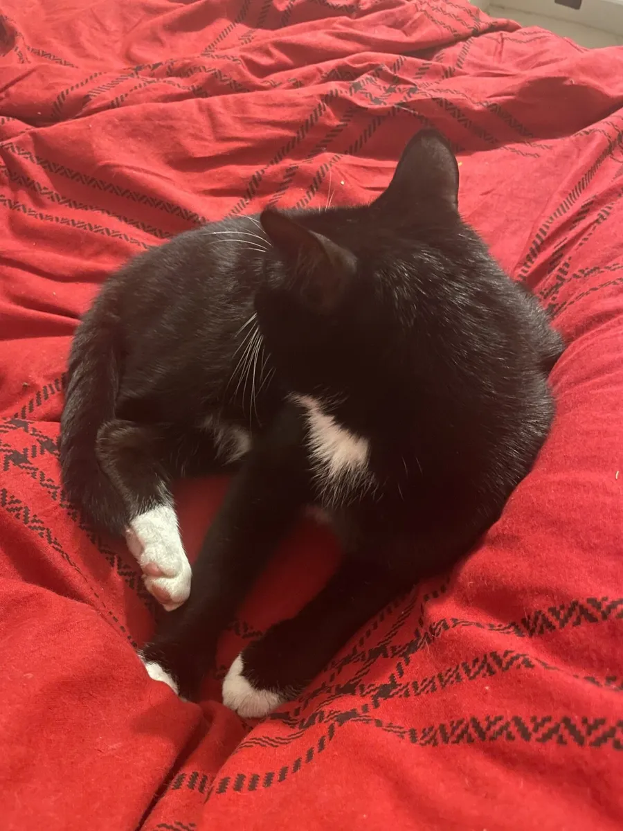 Cat - Image 2