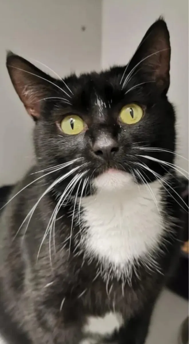 Cat - Image 3