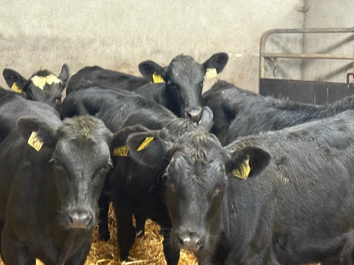6 SUPER ABERDEEN ANGUS HEIFERS ( AI BRED) - Image 1