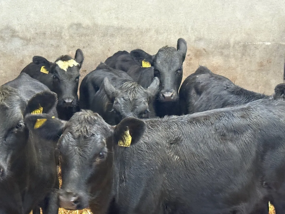 6 SUPER ABERDEEN ANGUS HEIFERS ( AI BRED) - Image 2