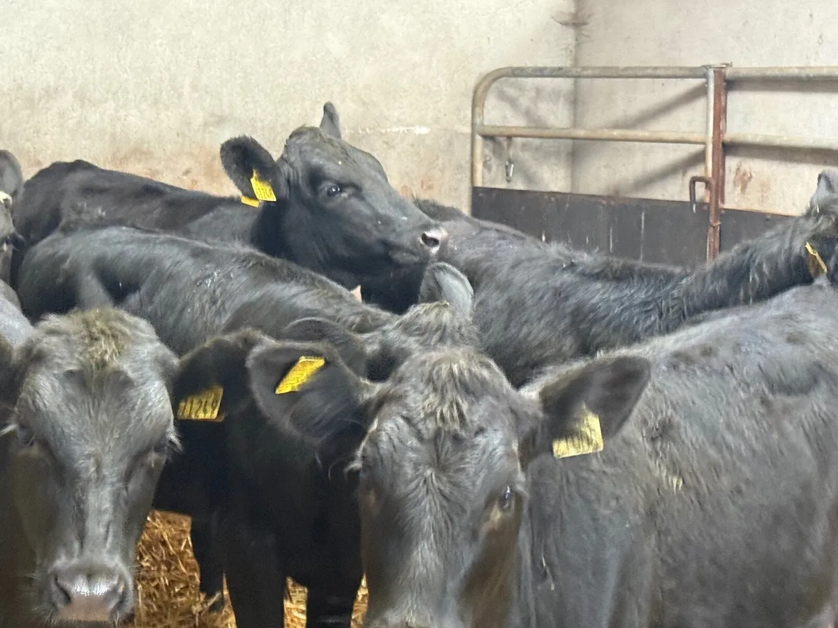 6 SUPER ABERDEEN ANGUS HEIFERS ( AI BRED) - Image 3