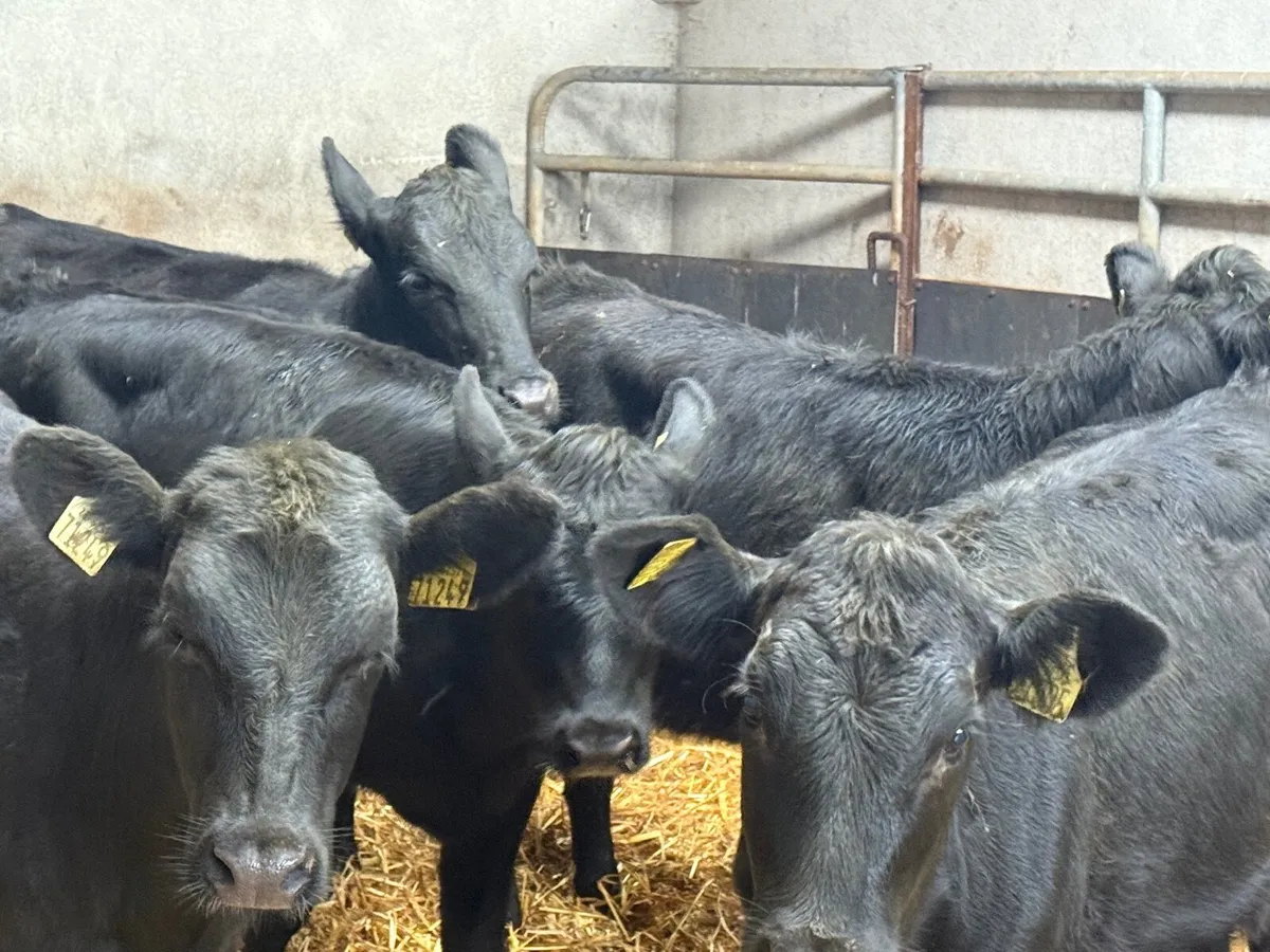 6 SUPER ABERDEEN ANGUS HEIFERS ( AI BRED) - Image 4
