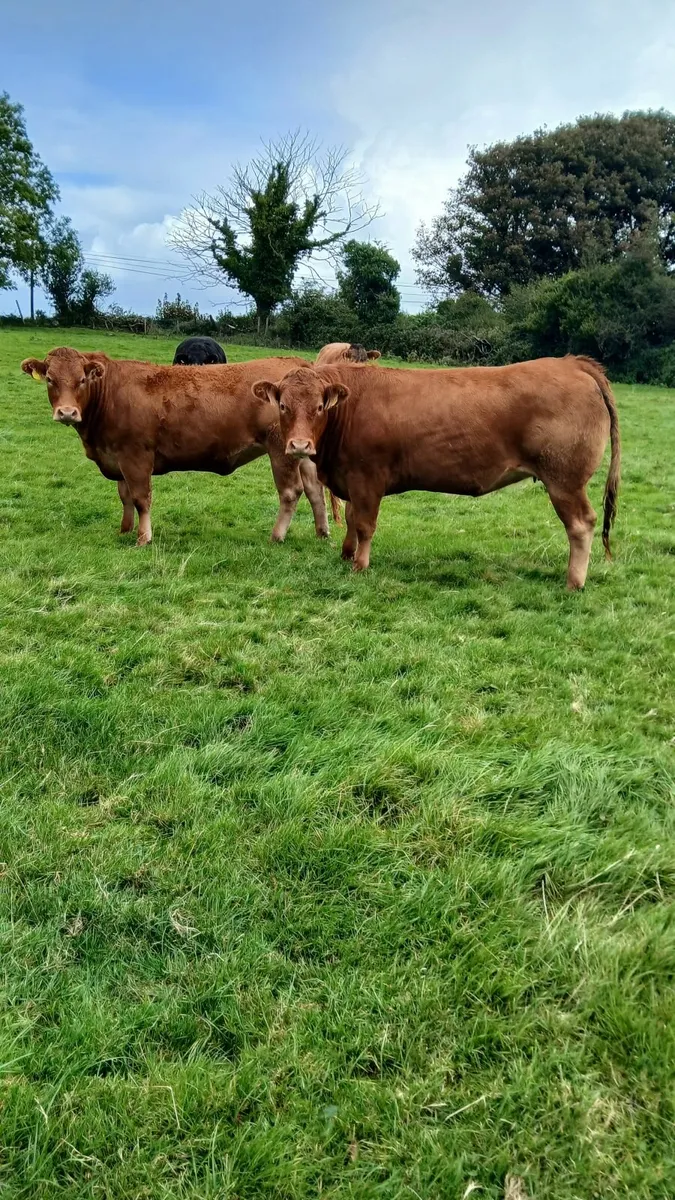 Lmx heifers - Image 1