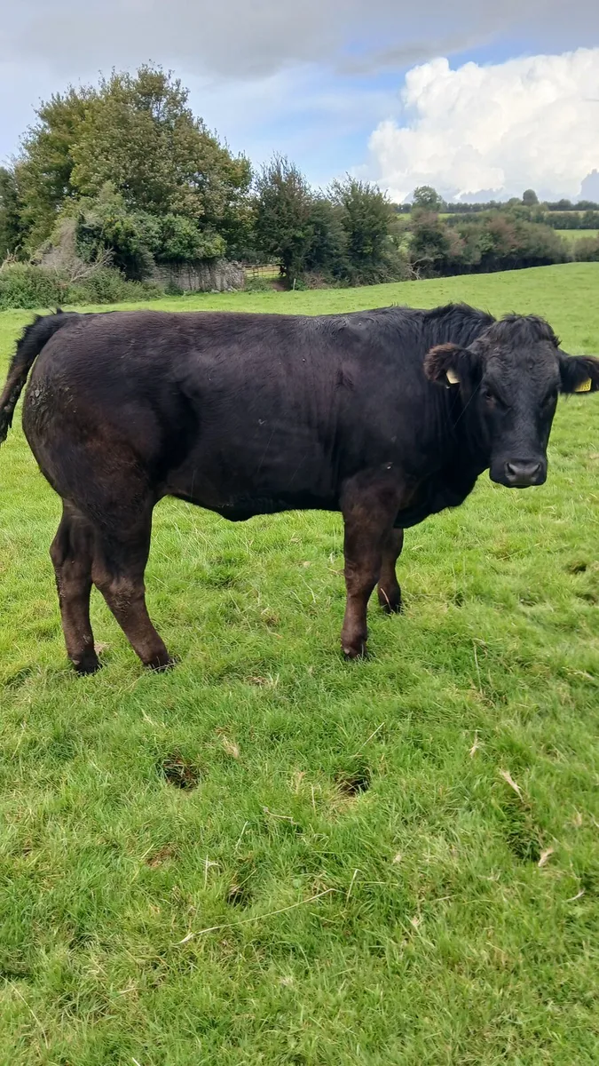 Lmx heifers - Image 2