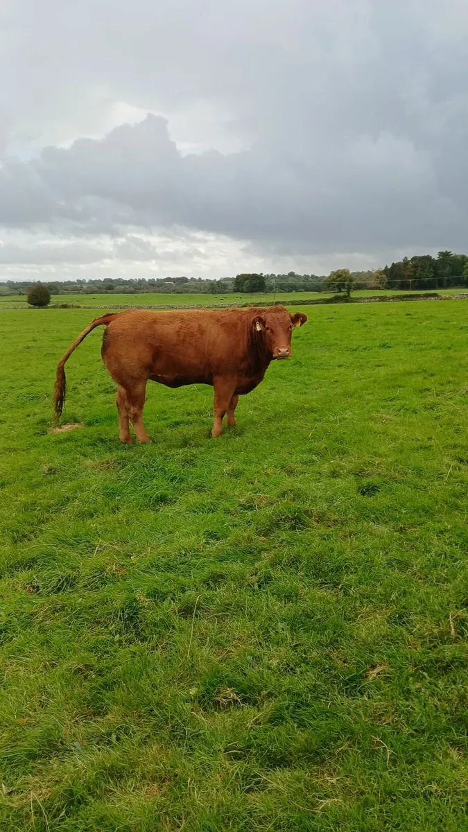 Lmx heifers - Image 3