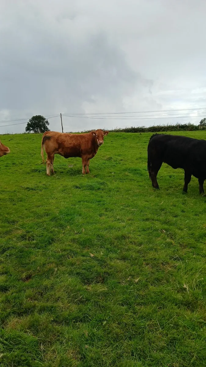 Lmx heifers - Image 4